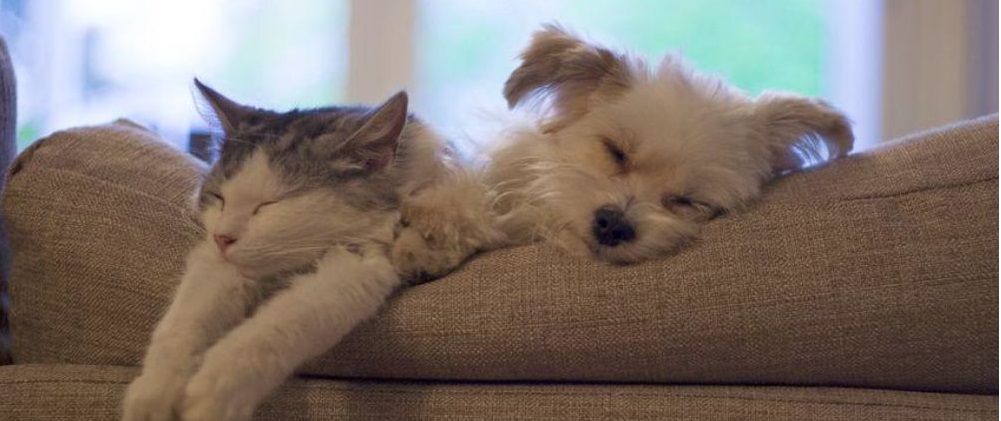 Cat & Dog sleeping on couch Orange